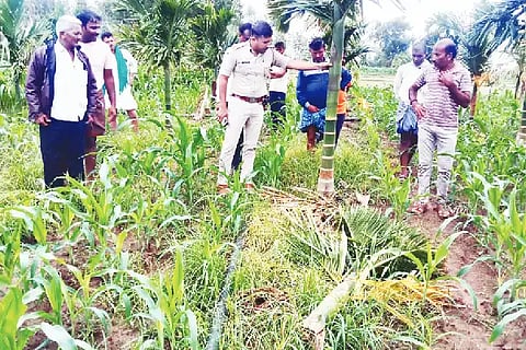 21-hangala areca tree