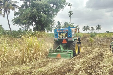 A farmer who destroyed a drying sugarcane
