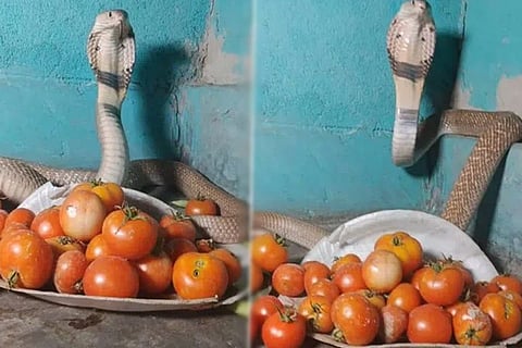 Cobra Guards Tomatoes