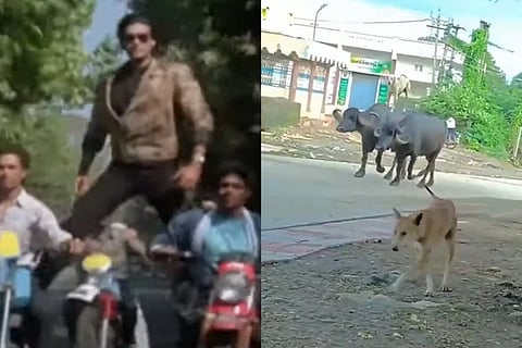 Dog Stunt