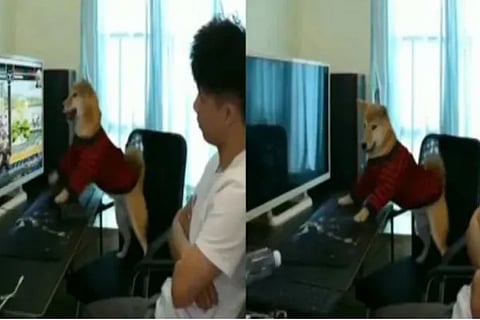 Dog throws tantrum after human switches off computer