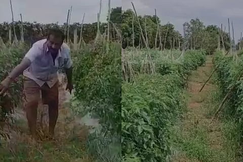 Farmer