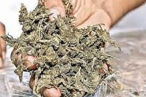 Ganja