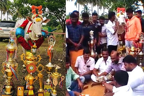 Hallikar Ox