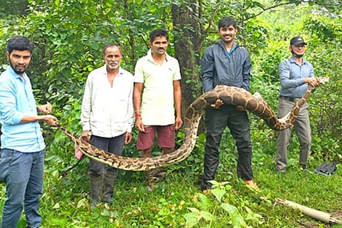 Huge Python
