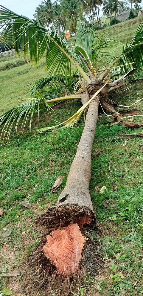 Kailancha-Ph-01-Ane-Dali-Avverahalli-Thengu Mara Nasa-19-7-23