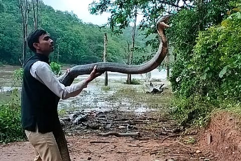 King cobra