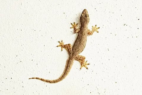 Lizard