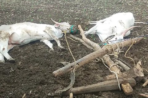 Ox killed
