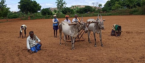 Rmgm-Ph-01-Raitha - Ragi -Bittane-Naglaapura-Kurige Bittane-28-7-2023