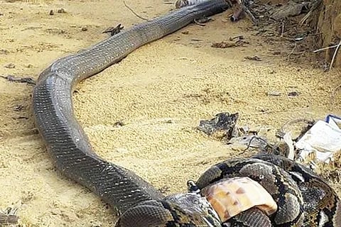 Snakes (2)