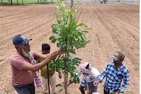 TREE
