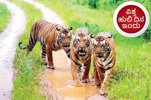 World tiger day