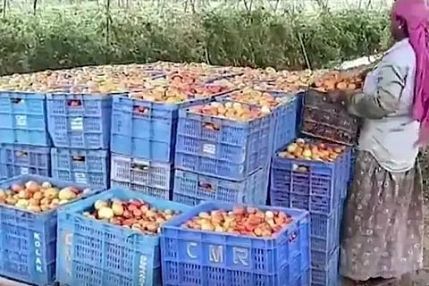 andhra farmer'