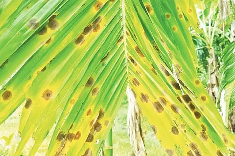 areca leap desease