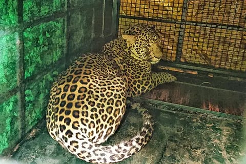 cheeta