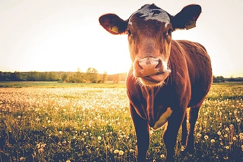 cow