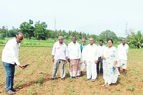 crop servey