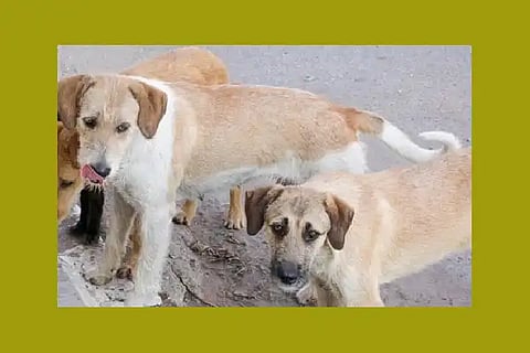 dog