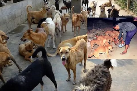 dog