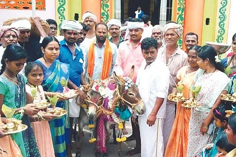 donkey marriage