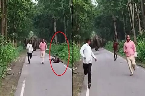elephant attack UP