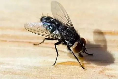 fly (1)