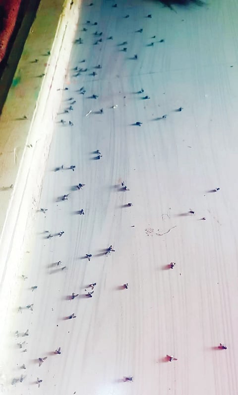 fly tumarikoppa