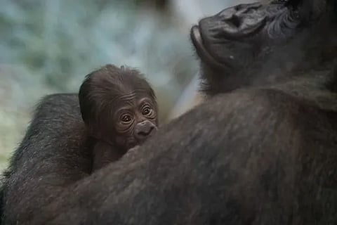 gorilla