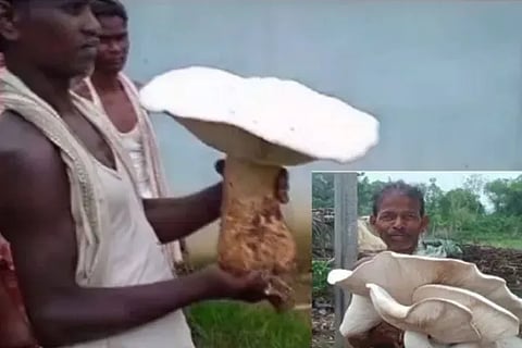 mushroom