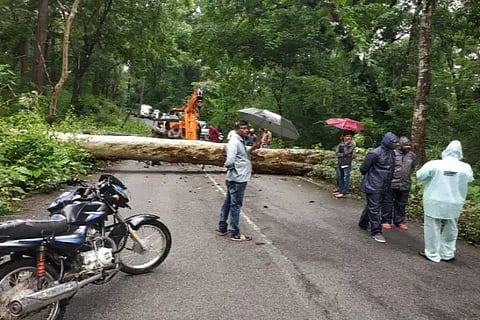 rain tree