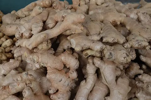 raw ginger