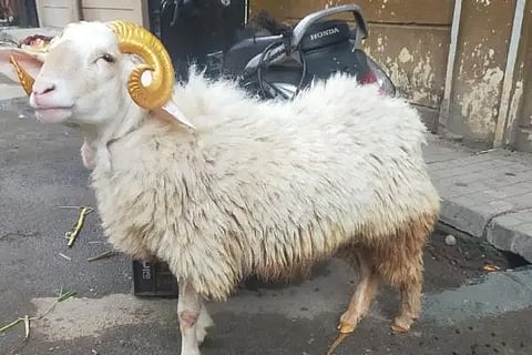 tagaru