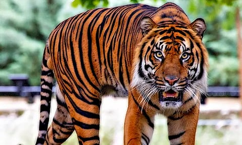 tiger-1
