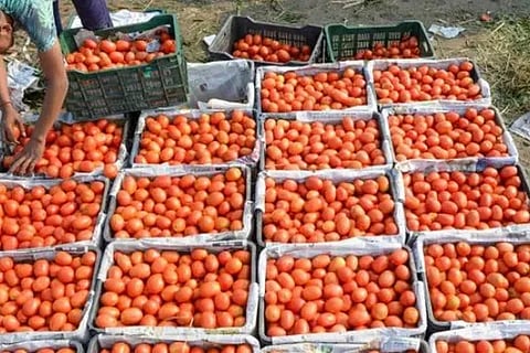 tomato