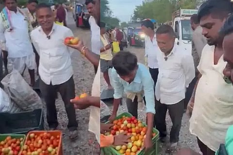 tomato