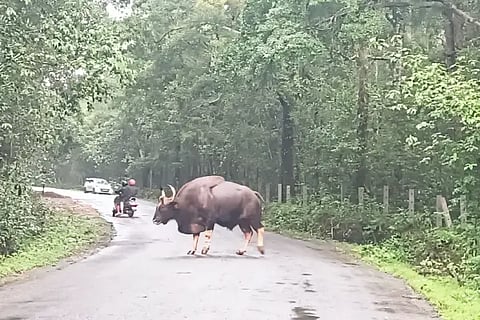 wildbull