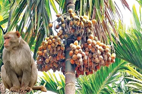 Arecanut (1)