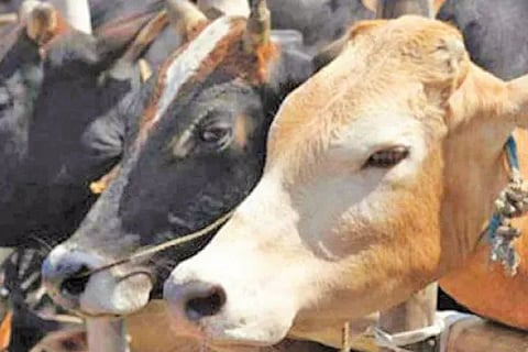 Cattle (1)
