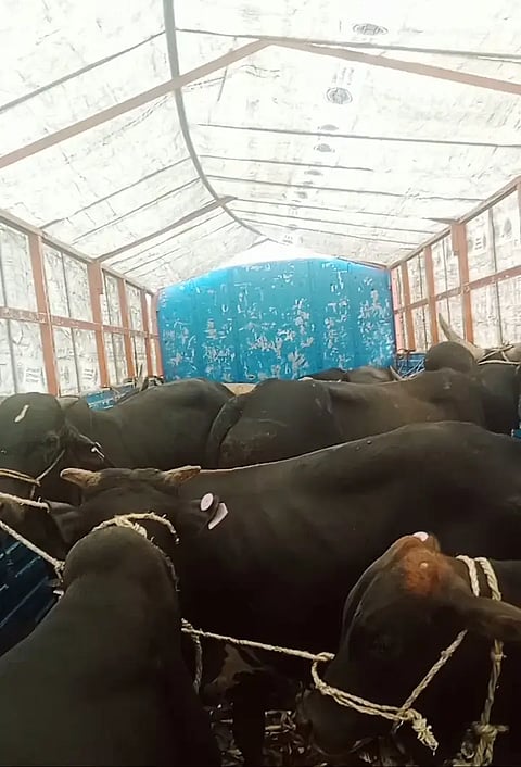 Cattle trafiking