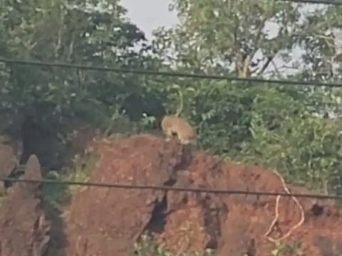Cheeta