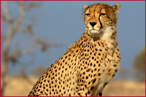 Cheetah-3