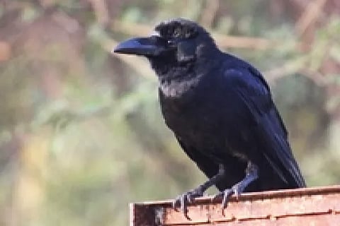 Crow