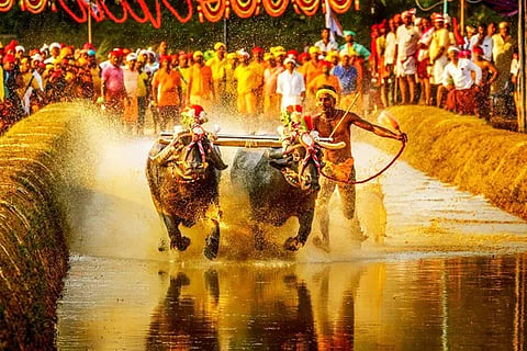 Kambala F