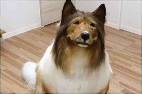 Man who spent Rs 12 lakhs to ‘become’ a dog doesn’t want to live like that