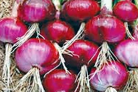 Onion