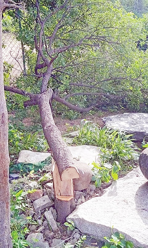 SHREEGHANDHA