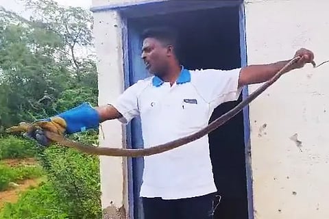 Snake (2)