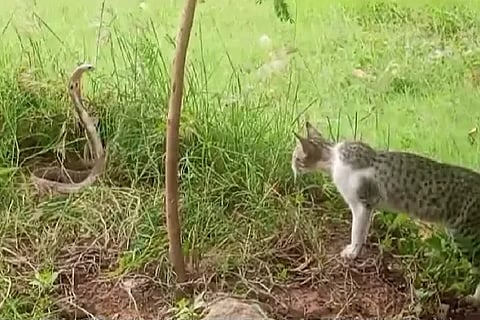 Snake Cat Fight