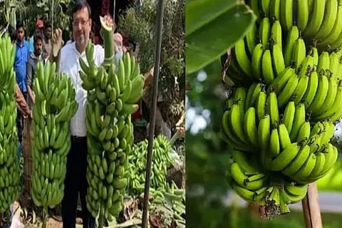 Success story Leaving a good job abroad with banana farming for Rs. 100 crore earned
